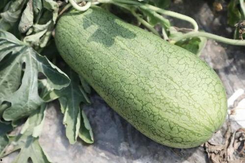 夏日甜甜吃瓜,尽享清凉时光