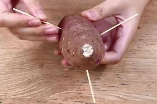 吃土瓜根表现,吃土瓜根的奇妙体验