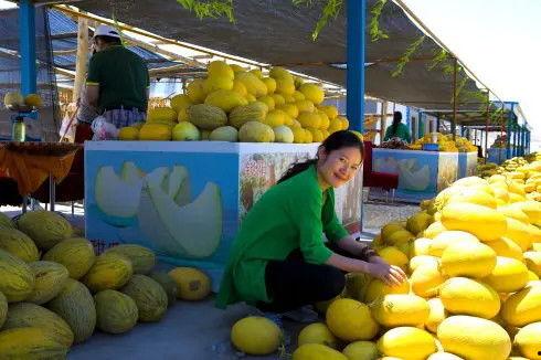 张掖瓜州吃瓜,探寻丝绸之路上的甜蜜之旅